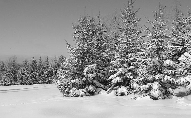 Evergreen trees can be seen as symbols of renewal and rebirth.