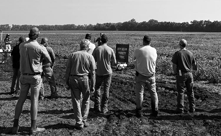 Some field day sessions will focus on practical, integrated management strategies to help producers address dry bean challenges. (NDSU photo)