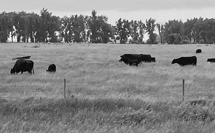 If working with livestock is absolutely necessary, livestock handling should be limited to the early morning hours. (NDSU photo)