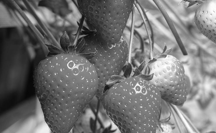 Strawberries require full sun — at least six to 10 hours each day.