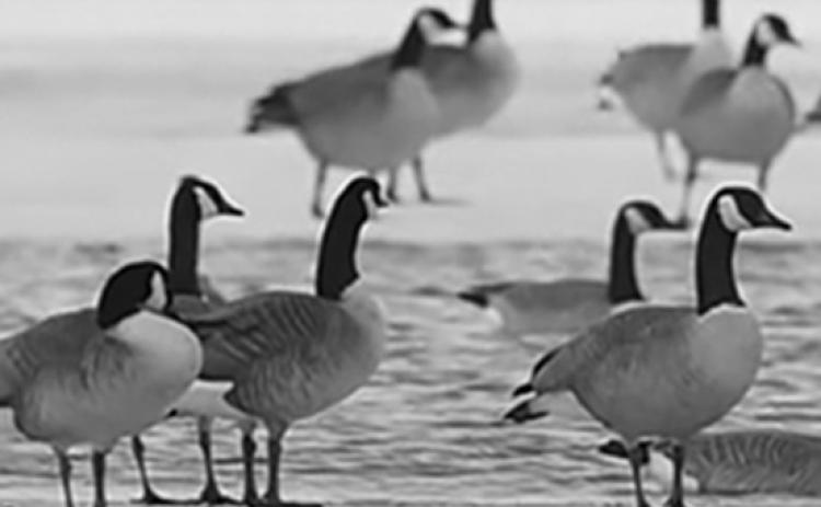 Photo courtesy of North Dakota Game and Fish