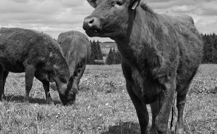 Cover crops, including winter cereals, provide valuable soil health benefits while creating excellent feed for livestock.