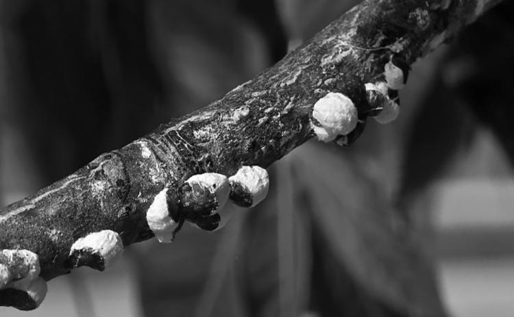 Cottony maple scale start to grow in May as temperatures warm and become noticeable in mid-June. NDSU photo
