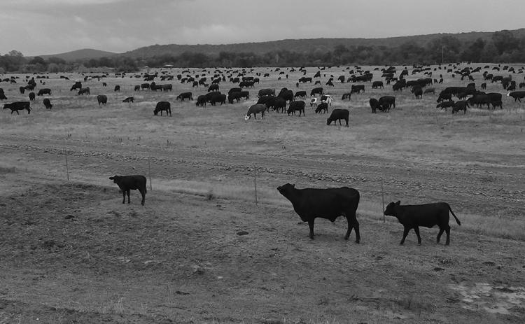 Grazing management resources and tools have never been more abundant, but each plan still needs to be individualized. NDSU photo