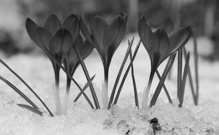 Crocuses will self-seed in undisturbed areas and gradually spread, creating beautiful clusters of color every year.