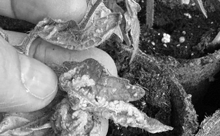 Oedema management strategies include avoiding overwatering, increasing air movement and ventilation, spacing plants, and improving lighting. NDSU photo