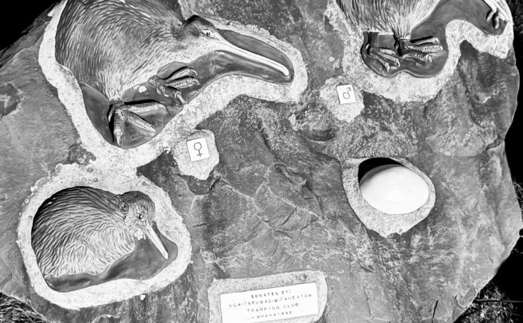 Examples of the North Island Kiwi.