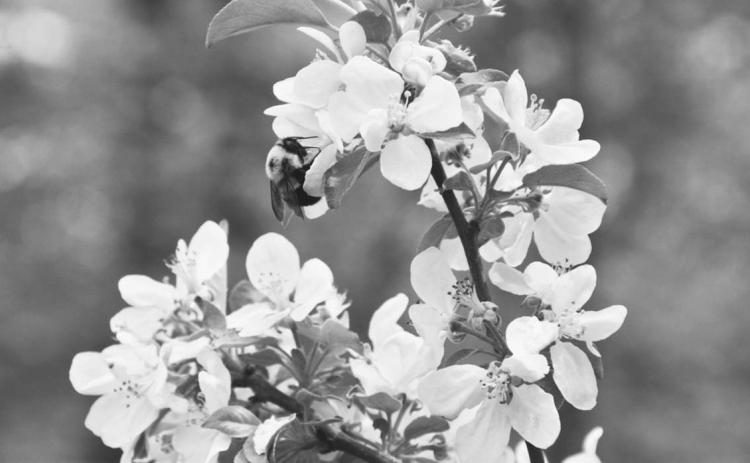 Pollinator Week is June 22