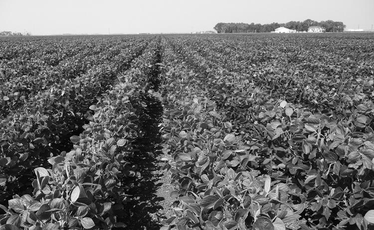Topics to be discussed include variety selection, soil fertility, plant protection (weed, disease and insect management) and soybean markets. (NDSU photo)