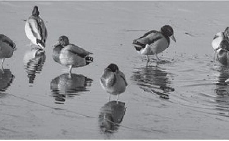 Two more surveys of duck population will be required before determining what to expect for the hunting season.