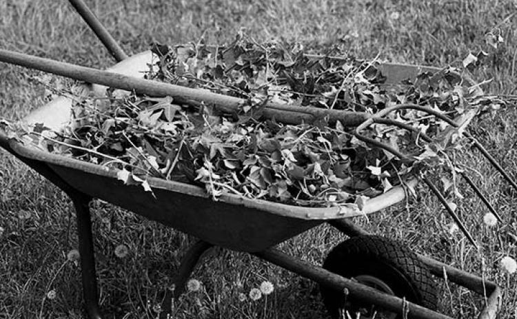 Harvest weeds only from areas free of pesticides and contaminants, and rinse them thoroughly before use. (Pexels photo)