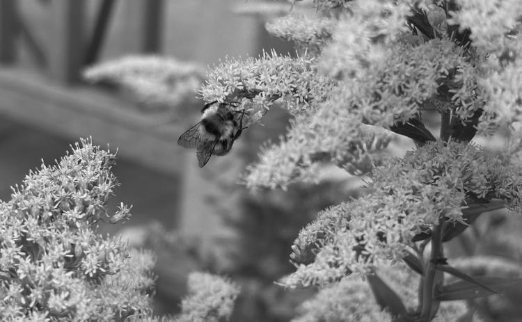 Showy Goldenrod is easy to grow and works well in pollinator gardens, prairie plantings, and naturalized and traditional landscapes. (NDSU photo)