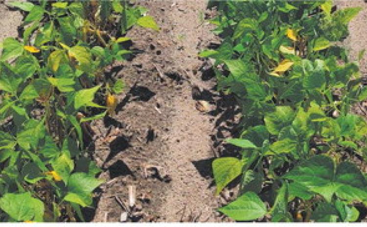 Topics at the dry bean field days will include information about new dry bean varieties, best practices for maximizing yield and effective disease management. NDSU photo