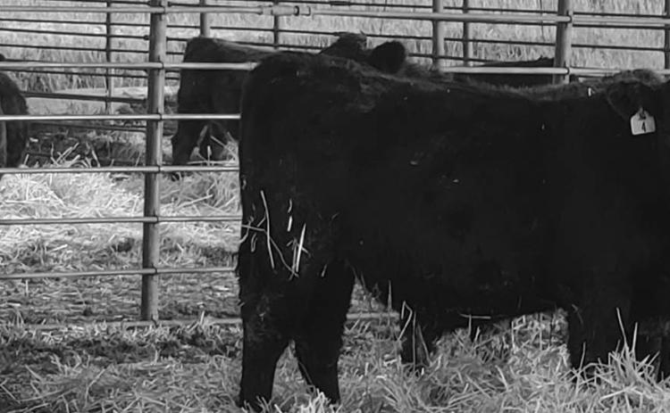 2026 NDSU Feedlot School set for Jan. 21-22