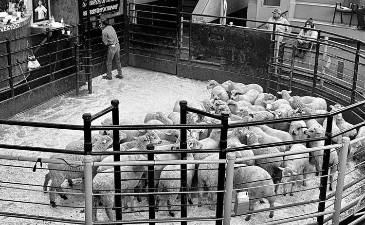 Summer 2026 has seen changes in market dynamics and sheep supply — both topics at the upcoming webinar. (NDSU photo)
