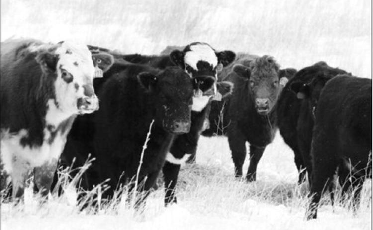 NDSU Extension has released its 2026 price projections for crops and livestock produced in the state. NDSU photo