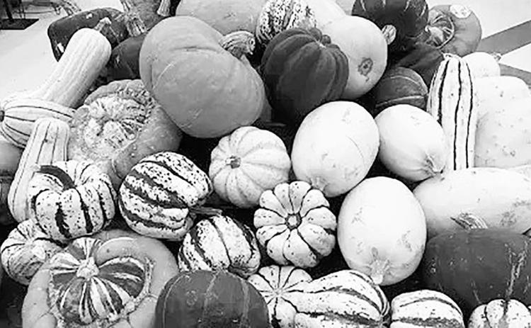 Squash can be oblong or round, and their skins can be shiny or bumpy. NDSU photo