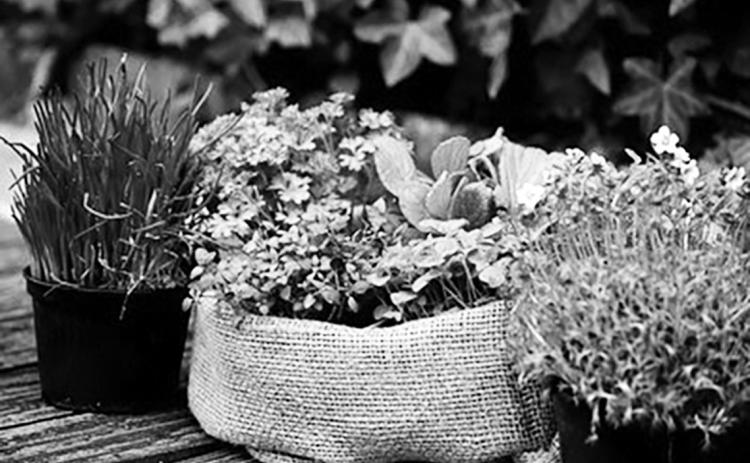 Many herbs are easy to grow in North Dakota gardens and are a fun way to add flavor, aroma and texture to your favorite foods. (Pixabay photo)