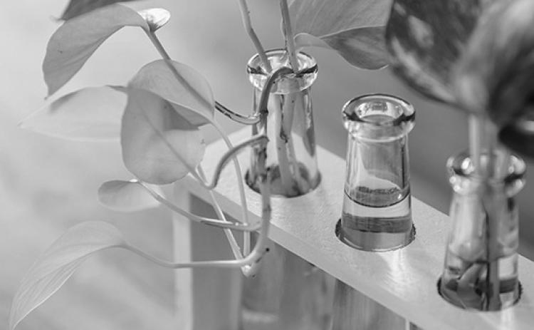 Propagating houseplants is a simple and affordable way to give a special gift to friends or simply expand your collection of houseplants. (Pexels photo)