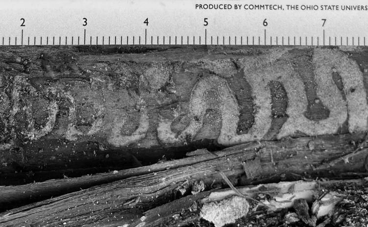 Emerald ash borer larvae chew a serpentine gallery beneath the bark. NDSU photo