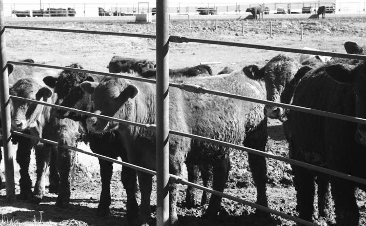 The program will provide beef producers with timely information and tools to evaluate whether backgrounding calves fits into their operation. NDSU photo
