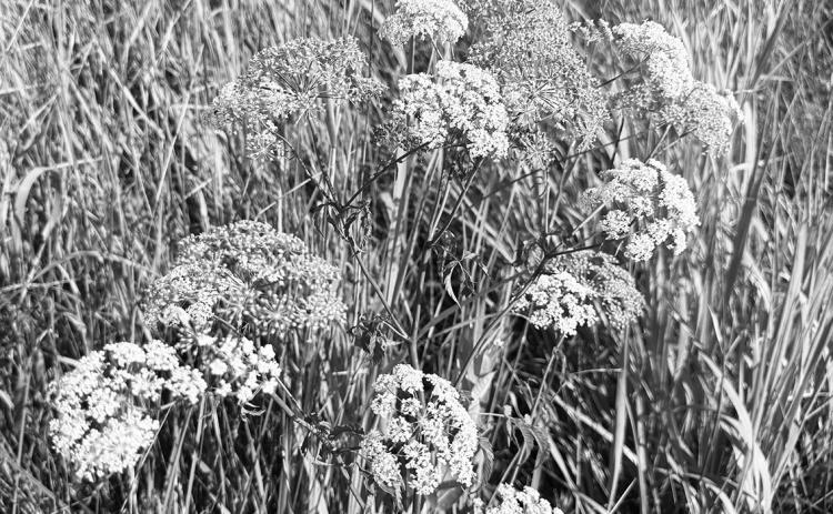 NDSU Extension specialists encourage producers to scout for spotted water hemlock before cutting hay. (NDSU photo)