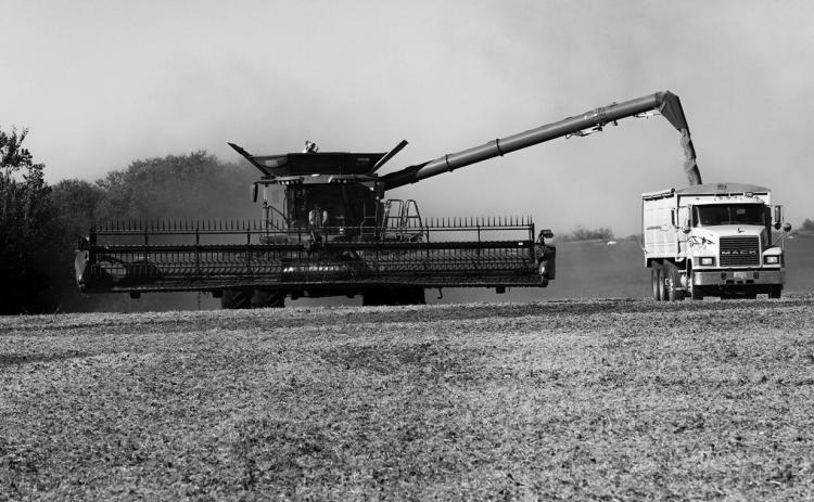 Beans harvested in September 2025 near Hamberg, North Dakota. Photo by Lora Wobbema/For the North Dakota Monitor