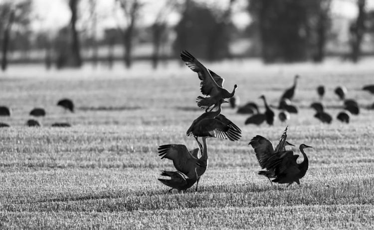 There are four populations of sandhill cranes that migrate through the United States — Rocky Mountain, Lower Colorado River, Eastern and Midcontinent. Photo courtesy of North Dakota Game and Fish