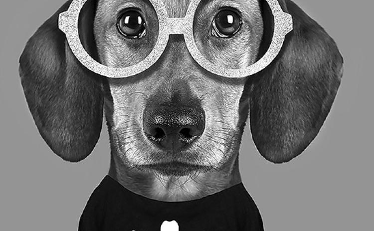 Keep pets safe this Halloween