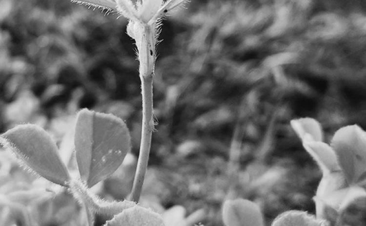 In annual systems, legume nitrogen fixation may benefit subsequent crops more than the current crop. (NDSU photo)