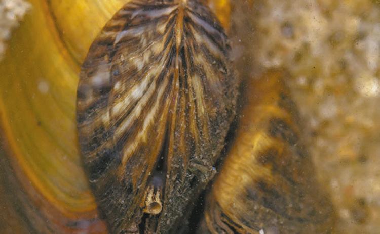 Aquatic nuisance species, the zebra muscle.