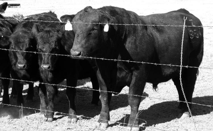 There are several management strategies that can ease the transition of bulls from being overconditioned to breeding-season condition. Alabama Cooperative Extension System photo