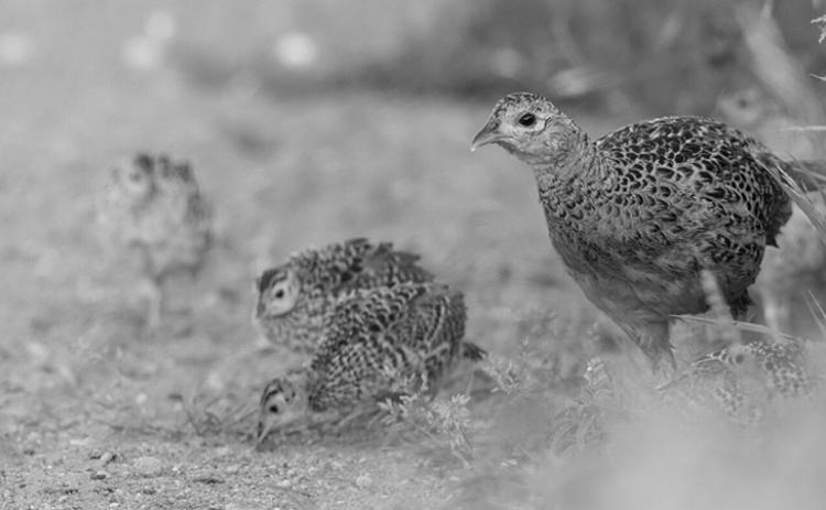 Good nesting weather and spring grasslands help maintain and grow pheasant numbers. Photo by NDGF-Ashely Peterson