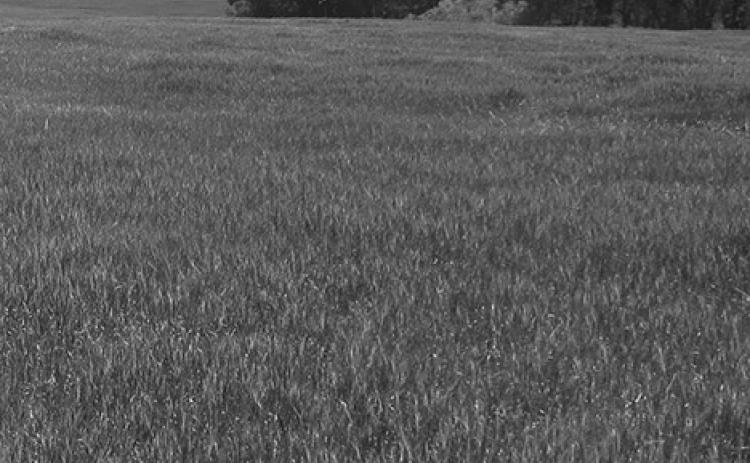 Drought brings increased risk of livestock nitrate poisoning