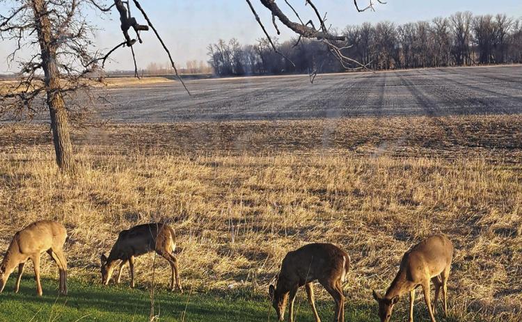 Soil conservation shelter belts and tree rows are important not only for agriculture, but also for the health of wildlife. Photo by Christine Jensen.