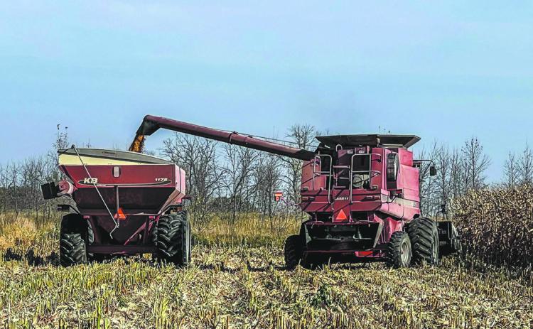 Corn Harvest: A farmer harvests corn near Mapleton, ND at the end of the 2024 growing season. Photo Sabrina Halvorson.