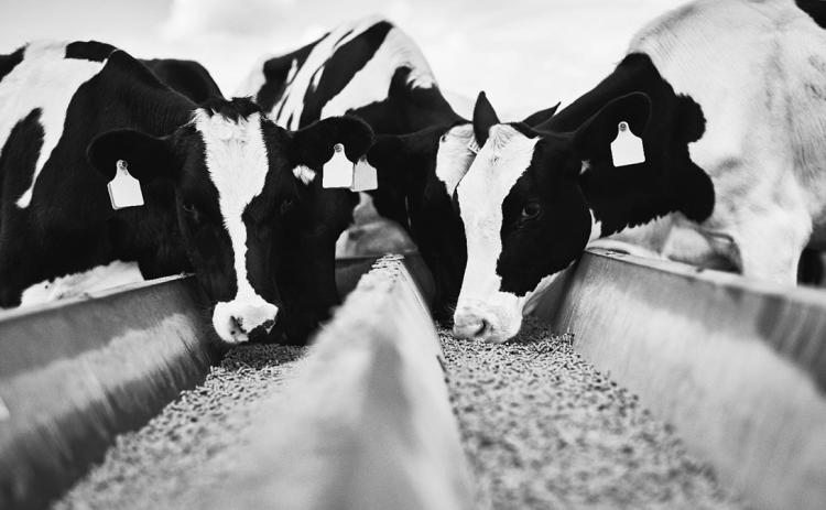 USDA puts $500,000 burden on cattle ranchers with a 184,000 tag shortage.