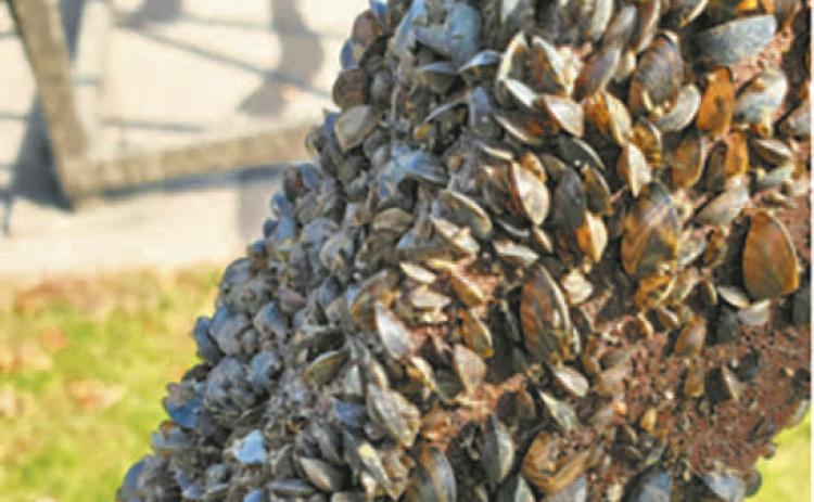 Best-practice procedures for Aquatic Nuisance Species prevention