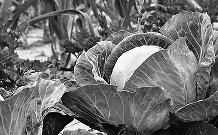 This series is about growing, preserving and preparing specialtycrop fruits and vegetables. Pixabay photo