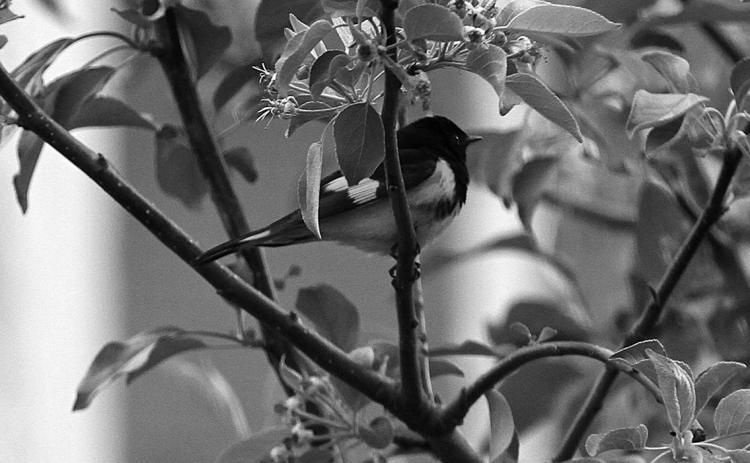 The rare American Redstart. Photo by Mike Alen Steinfeldt