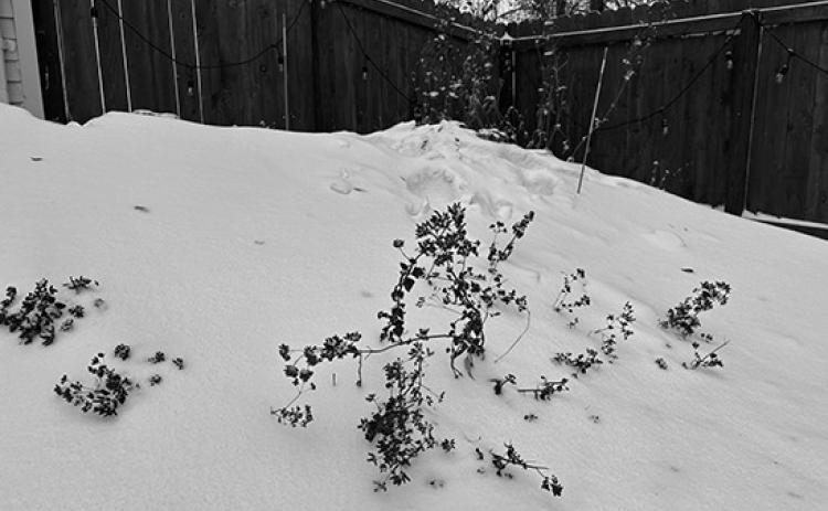 Snow traps heat, helps the soil retain moisture and limits how deeply the frost penetrates the ground. (NDSU photo)