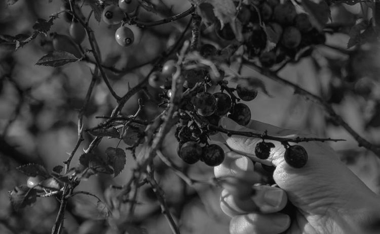 Some fruits found in nature can make for some delicious jellies and syrups. Pixabay photo