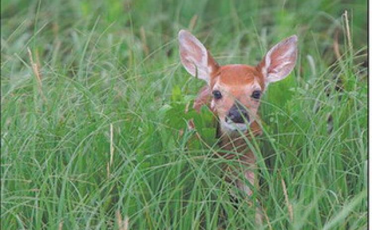 While it’s human nature to try to help a seemingly abandoned animals such as a fawn alone in the grass, it usually causes more harm than good. Photo courtesy of NDGF