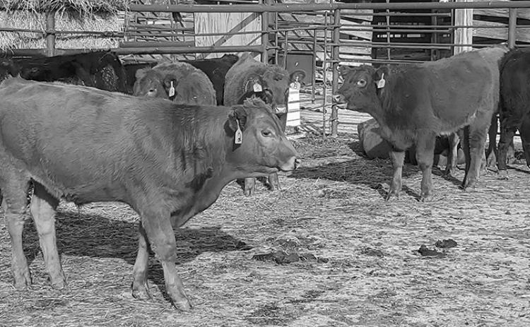 NDSU Extension offers webinar on backgrounding calf management