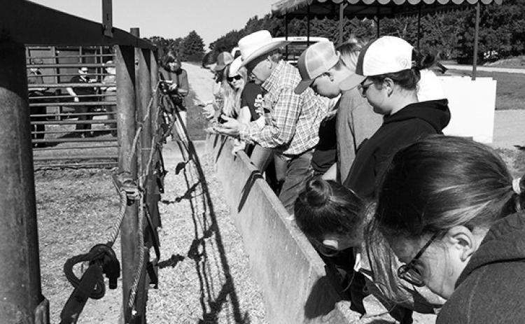 Youth participating in the Junior Beef Producers Workshop will explore handson topics such as animal nutrition and bunk management. (NDSU photo)