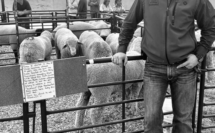 Chance Porsborg began his sheep project with NDLWP starter flock and now leads the youth program. (NDSU photo)