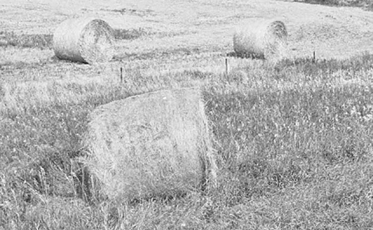 Farmers developing a winter feeding plan should first conduct an inventory of hay, silage and other feeds. NDSU photo