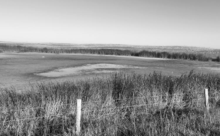 Programs are available to provide financial assistance for livestock water hauling and water development in times of drought. NDSU photo