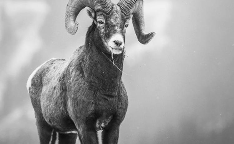 A record 378 bighorn sheep were counted in the badlands of western North Dakota.