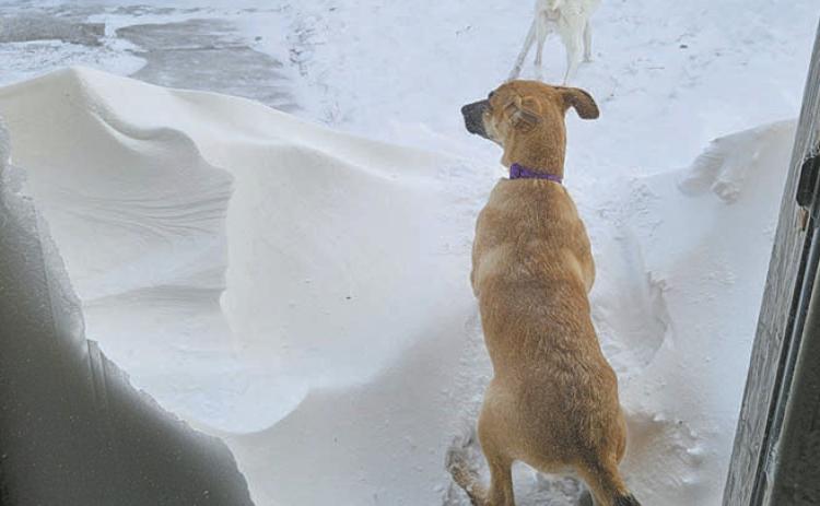 Michelle Percy spent many hours shoveling a way out for her canine companions to enjoy the snow. Photo by Michelle Percy